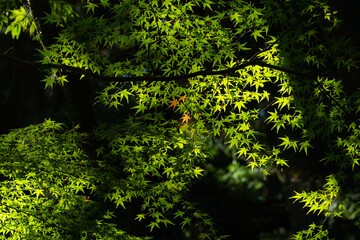 緑の中に赤い葉っぱ