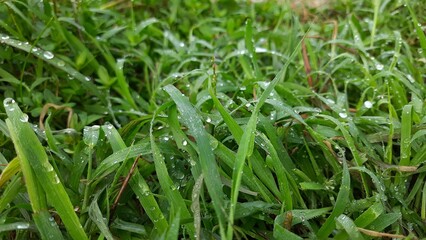 dew on grass