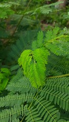 fern leaves