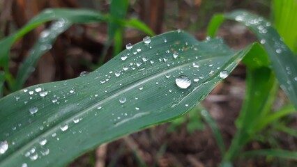 dew on a leaf