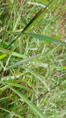 dew on grass