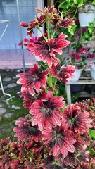 flowers in the garden