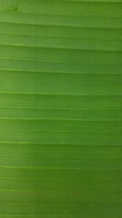 green leaf texture