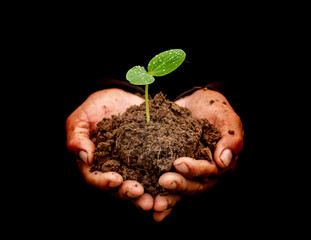 Hands holding a green young plant. Symbol of ecology concept.