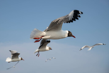 Fototapeta premium Seagulls flying in the blue sky, chasing after food to eat at Bangpu, Thailand.