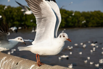 Seagulls flying in the blue sky, chasing after food to eat at Bangpu, Thailand.