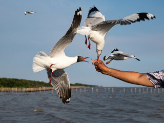 Seagulls flying in the blue sky, chasing after food to eat at Bangpu, Thailand.