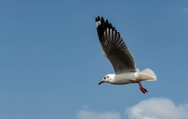 Seagulls flying in the blue sky, chasing after food to eat at Bangpu, Thailand.