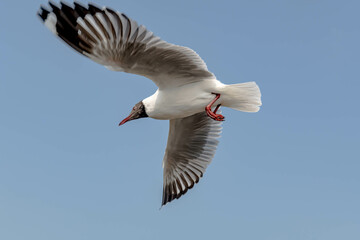 Seagulls flying in the blue sky, chasing after food to eat at Bangpu, Thailand.