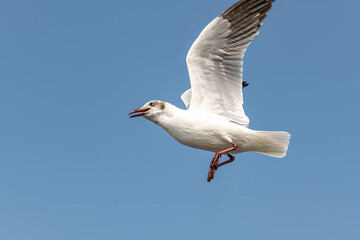 Seagulls flying in the blue sky, chasing after food to eat at Bangpu, Thailand.