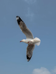 Seagulls flying in the blue sky, chasing after food to eat at Bangpu, Thailand.