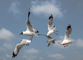 Fototapeta premium Seagulls flying in the blue sky, chasing after food to eat at Bangpu, Thailand.