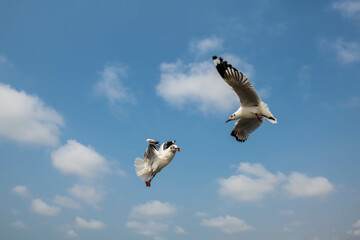 Seagulls flying in the blue sky, chasing after food to eat at Bangpu, Thailand.