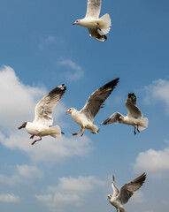 Fototapeta premium Seagulls flying in the blue sky, chasing after food to eat at Bangpu, Thailand.