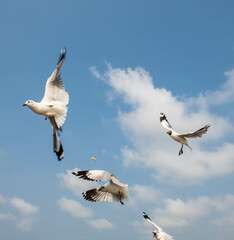 Seagulls flying in the blue sky, chasing after food to eat at Bangpu, Thailand.