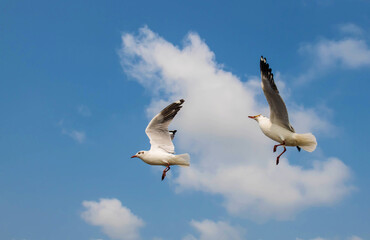 Fototapeta premium Seagulls flying in the blue sky, chasing after food to eat at Bangpu, Thailand.