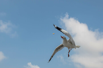 Seagulls flying in the blue sky, chasing after food to eat at Bangpu, Thailand.