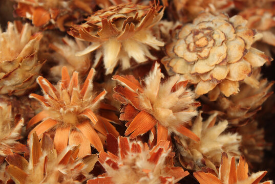 Bl&uuml;te des Silberbaums