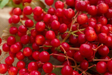 Closeup view of ripe red viburnum berries