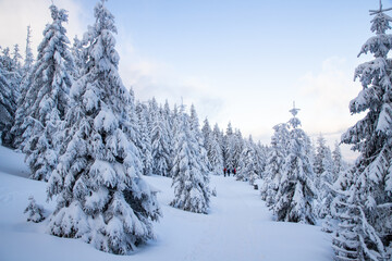 Fototapeta na wymiar amazing winter landscape with snowy fir trees in the mountains