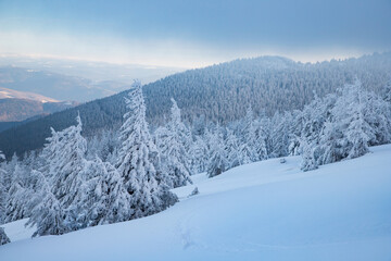 Fototapeta na wymiar amazing winter landscape with snowy fir trees in the mountains
