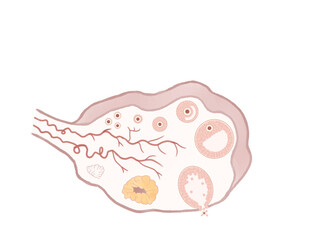 ヒトの卵胞の発育と排卵の過程　卵巣の人体断面図