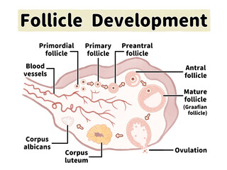 ヒトの卵胞の発育と排卵の過程　卵巣の人体断面図