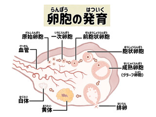 ヒトの卵胞の発育と排卵の過程　卵巣の断面図