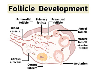 Obraz premium ヒトの卵胞の発育と排卵の過程 卵巣の人体断面図