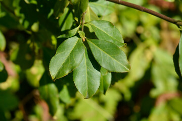 Fototapeta na wymiar White spindle green leaves