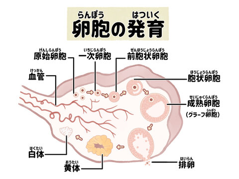 ヒトの卵胞の発育と排卵の過程　卵巣の断面図