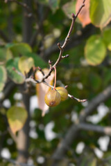 Handkerchief tree branch with fruit