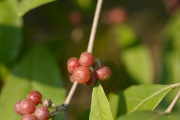 Autumn olive