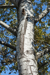 White poplar bark