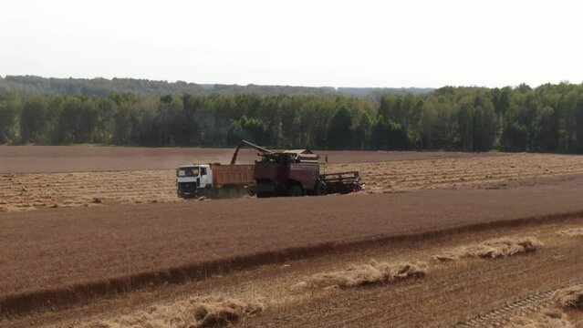 Aerial shot forward camera flight low over harvester pours grain into the truck staying on field, stripes of spikes lying on the field also. Young sunny autumn. Camera looking side, seen forest belt