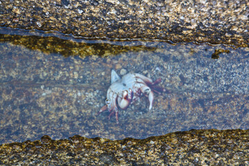 Small crab in the water on the coast
