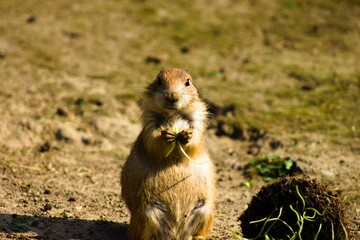 Curious Mexican prairie dog