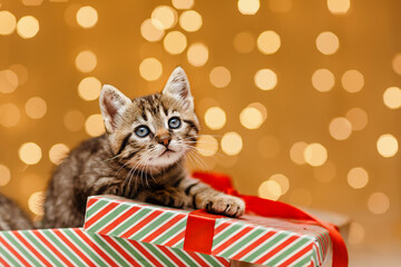 A Funny looking gray striped kitten from a box with a red gift ribbon. A Christmas gift from Santa...
