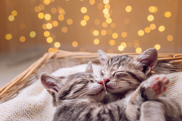 A couple of gray kittens are sleeping nose to nose together in a cozy basket. Adorable cat hugs for...