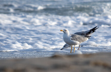 seagull on the beach