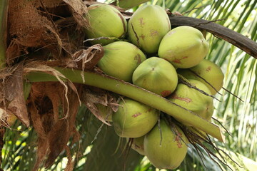 Close-up of young coconuts on the tree