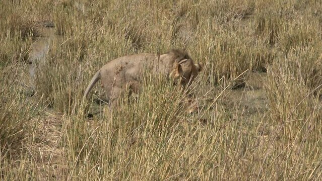 Mating lions in the Amboseli National Park, Kenya