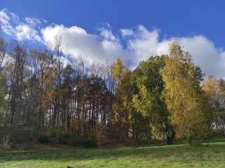 autumn in the forest