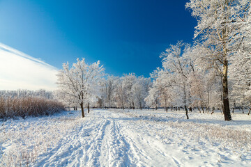 Fototapeta premium Picturesque snowy trees in a winter atmosphere after heavy snowfall. A path in a snow-covered forest. Winter snow trees, walk path and footprints on the snow in perspective.