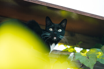 Gato negro mirada asustadiza en alerta