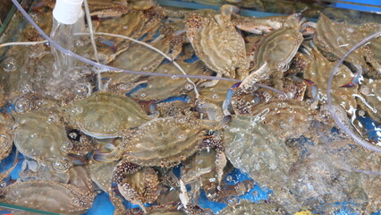Blue tank of crabs in aerated water on display in market