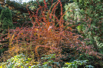 Red, green and purple leaves on curved branches of barberry Berberis thunbergii Atropurpurea against blurred background of evergreens. Selective focus. Landscaped garden. Nature concept for design.