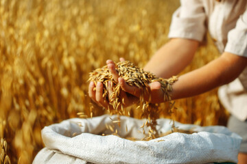 Children's hands sprinkle wheat grains. Golden seeds in the palms of a person. Wheat grains in children's hands on the background with a bag of grain. Small depth of field. Copy space.