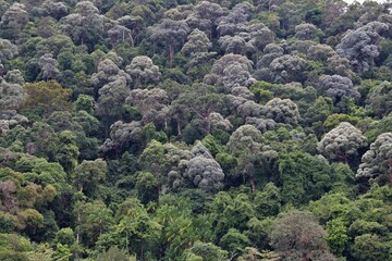 rainforest on an island in Asia 