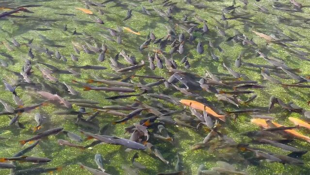 Trout swimming in fish farm. Garden transparent water pond with trout fish. Fish in motion.